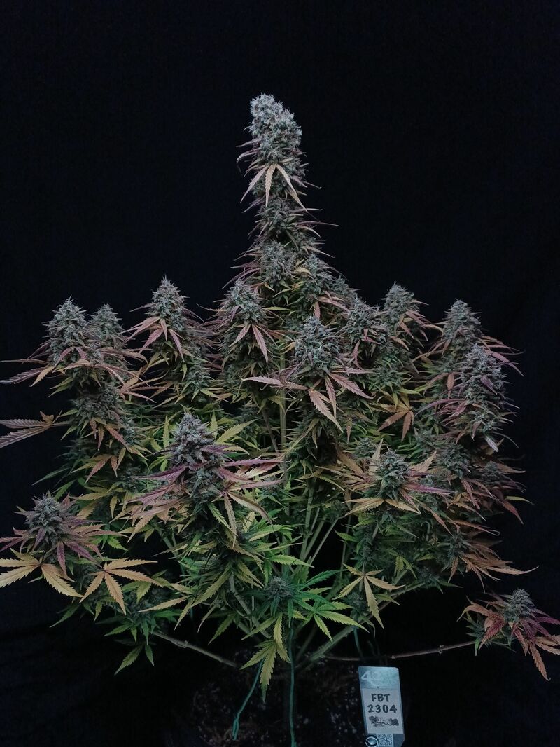 Pound Cake Auto, Фасовка: 1, изображение 23